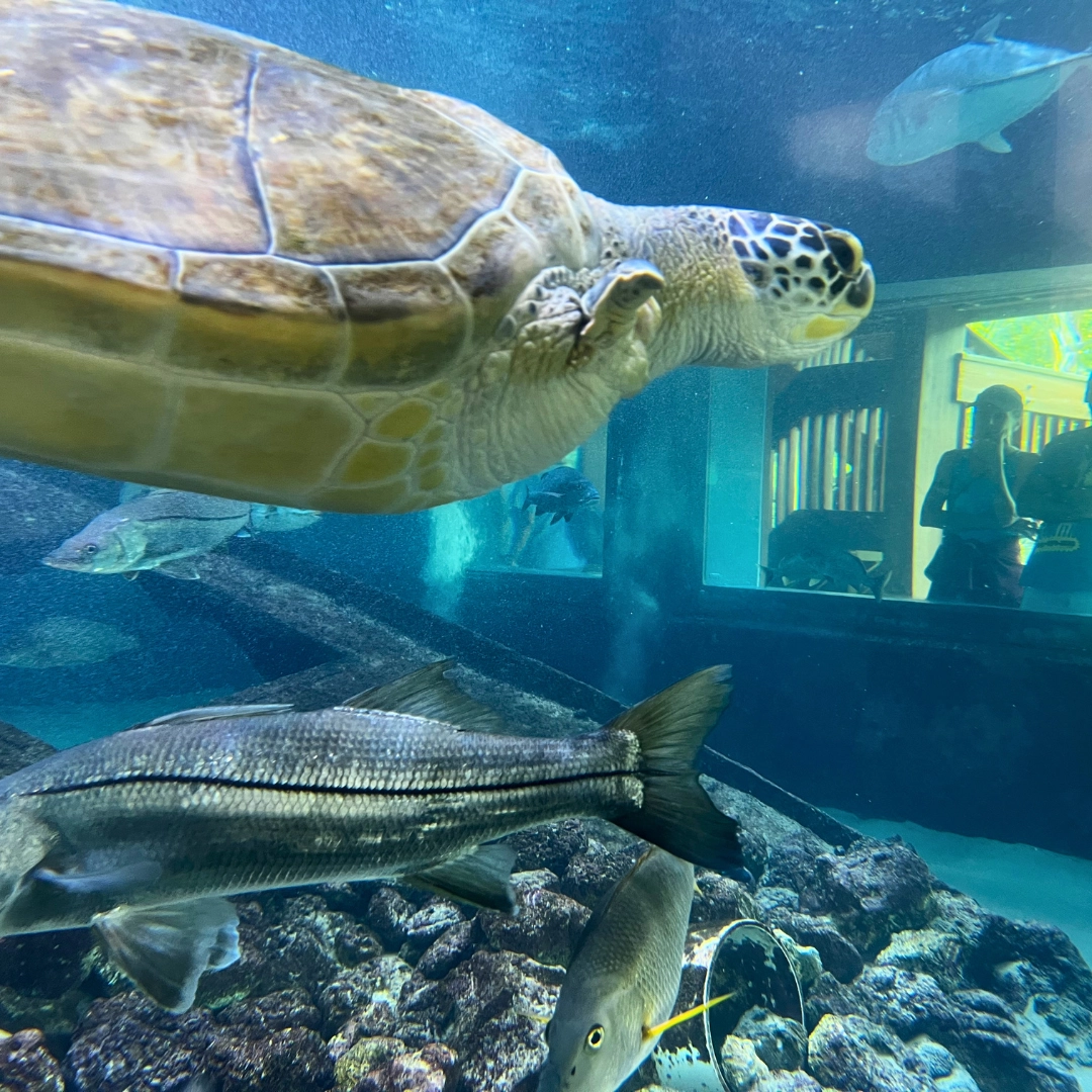 turtle at gumbo limbo boca raton in palm beach florida