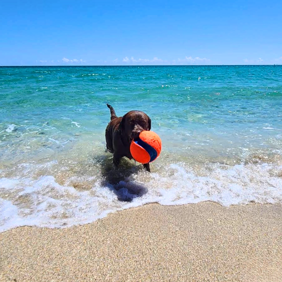 Florida Beaches Haulover Dog Beach