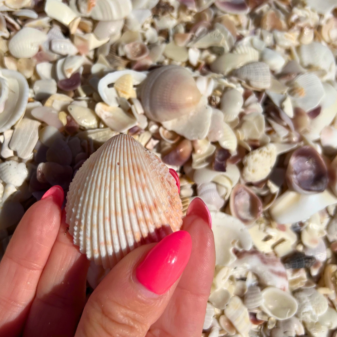 Florida Beaches sanibel shells